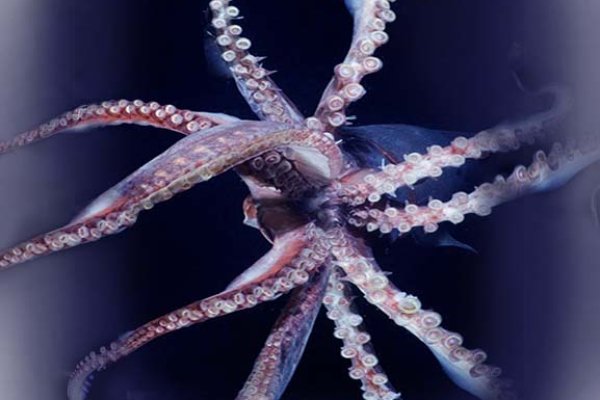 Kraken official