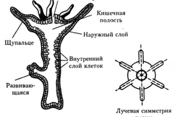 Ссылка на кракен в браузере